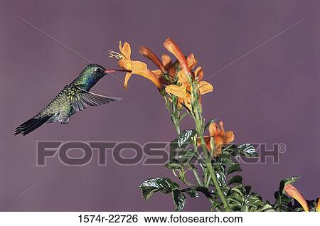 Close-up of a Broad-billed Hummingbird (Cynanthus latirostris) View Large Photo Image Stock Photograph - Close-up of a Broad-billed Hummingbird (Cynanthus latirostris). Fotosearch