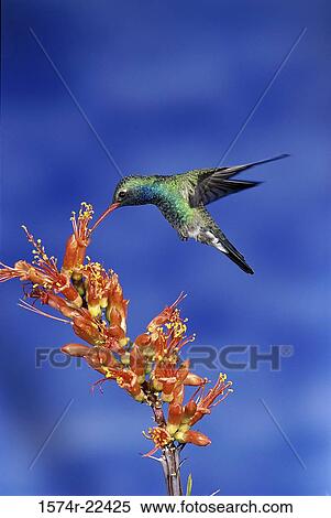 Stock Photography - Close-up of a Broad-billed Hummingbird (Cynanthus latirostris). Fotosearch