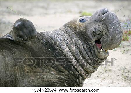 Picture - Close-up of a Bull Elephant Seal. Fotosearch