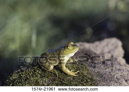 Close-up of a bullfrog (Rana catesbeiana) View Large Photo Image Stock Image - Close-up of a bullfrog (Rana catesbeiana). Fotosearch
