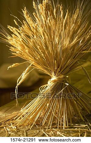 Stock Image - Close-up of a bundle of wheat. Fotosearch