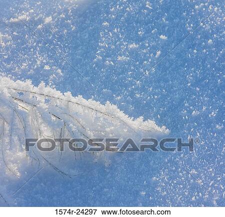 Stock Photo - Close-up of a bush covered with snow. Fotosearch