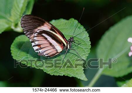 Close-up of a butterfly on a leaf View Large Photo Image Stock Photograph - Close-up of a butterfly on a leaf. Fotosearch