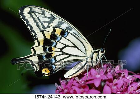 Stock Image - Close-up of a butterfly pollinating a flower. Fotosearch
