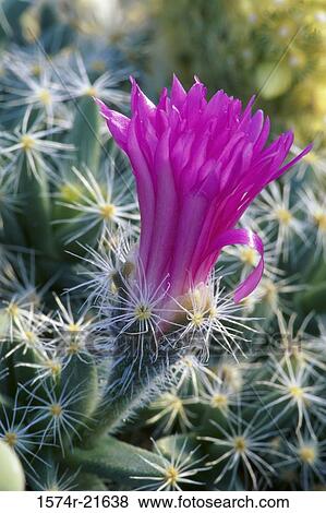 Close-up of a cactus flower View Large Photo Image Stock Photo - Close-up of a cactus flower. Fotosearch