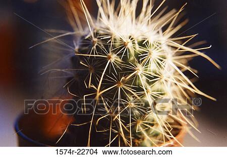 Picture - Close-up of a cactus. Fotosearch