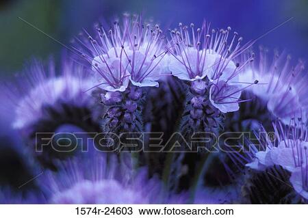 Stock Image - Close-up of a California Phacelia (Phacelia californica). Fotosearch
