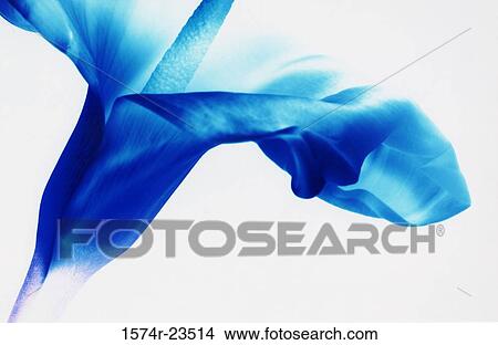 Close-up of a Calla Lily View Large Photo Image Picture - Close-up of a Calla Lily. Fotosearch