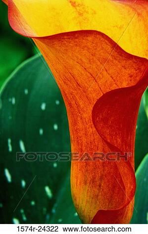 Close-up of a Calla Lily View Large Photo Image Stock Image - Close-up of a Calla Lily. Fotosearch