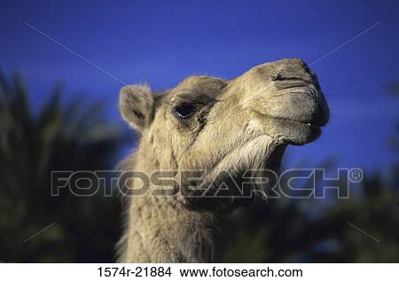 Close-up of a camel View Large Photo Image Picture - Close-up of a camel. Fotosearch