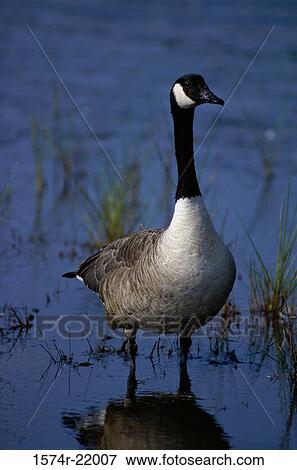 Stock Photo - Close-up of a Canada Goose. Fotosearch
