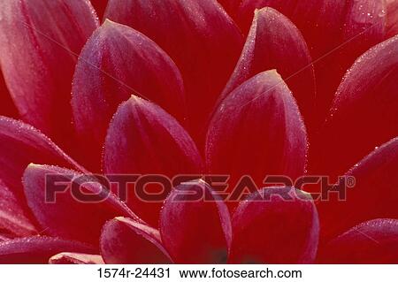 Close-up of a Canby Centennial Dahlia View Large Photo Image Stock Image - Close-up of a Canby Centennial Dahlia. Fotosearch