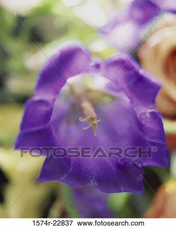 Close-up of a Canterbury Bell flower View Large Photo Image Stock Photo - Close-up of a Canterbury Bell flower. Fotosearch