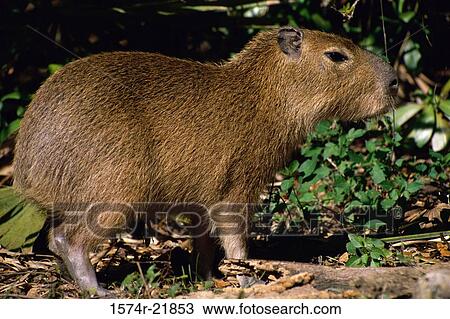 Close-up of a Capybara View Large Photo Image Stock Image - Close-up of a Capybara. Fotosearch