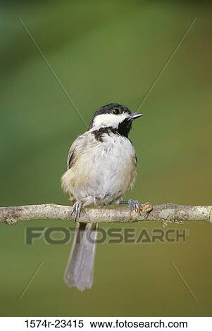 Stock Photography - Close-up of a Carolina Chickadee perching on a branch (Poecile carolinensis). Fotosearch