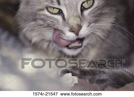 Stock Photo - Close-up of a cat licking its whiskers. Fotosearch