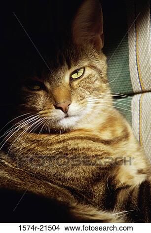 Close-up of a cat View Large Photo Image Picture - Close-up of a cat. Fotosearch