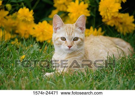 Close-up of a cat sitting in a garden View Large Photo Image Stock Image - Close-up of a cat sitting in a garden. Fotosearch
