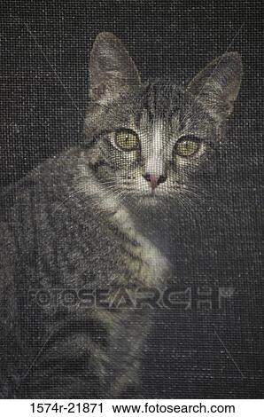 Stock Image - Close-up of a cat. Fotosearch