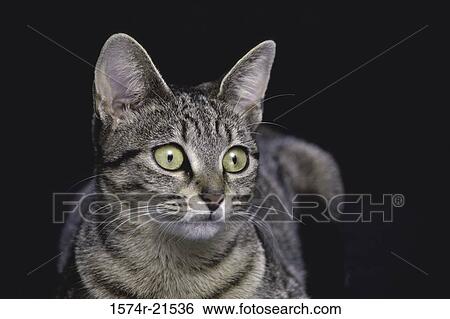 Stock Photograph - Close-up of a cat. Fotosearch