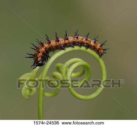 Close-up of a caterpillar crawling on a stem View Large Photo Image Stock Photograph - Close-up of a caterpillar crawling on a stem. Fotosearch