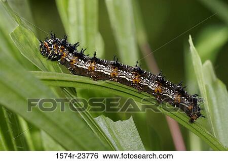 Stock Photograph - Close-up of a caterpillar of a Common Buckeye Butterfly on a twig (Junonia coenia). Fotosearch