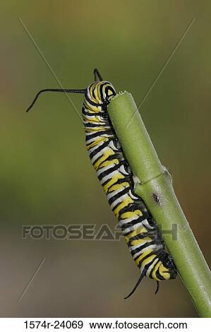 Close-up of a caterpillar of a Monarch Butterfly on a twig (Danaus plexippus) View Large Photo Image Stock Photo - Close-up of a caterpillar of a Monarch Butterfly on a twig (Danaus plexippus). Fotosearch