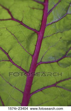 Close-up of a chard leaf View Large Photo Image Picture - Close-up of a chard leaf. Fotosearch