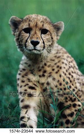 Picture - Close-up of a cheetah (Acinonyx jubatus). Fotosearch