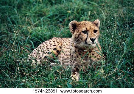 Close-up of a cheetah lying on the grass (Acinonyx jubatus) View Large Photo Image Stock Image - Close-up of a cheetah lying on the grass (Acinonyx jubatus). Fotosearch