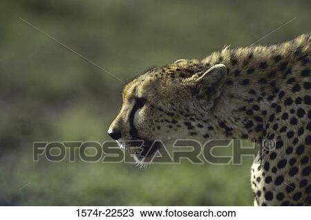 Close-up of a cheetah View Large Photo Image Stock Image - Close-up of a cheetah. Fotosearch