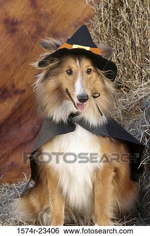 Stock Photograph - Close-up of a collie in a witch costume. Fotosearch