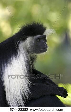 Stock Image - Close-up of a Colobus Monkey. Fotosearch