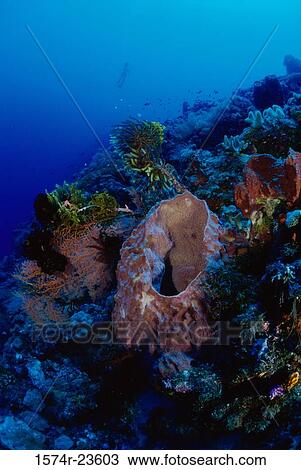 Close-up of a coral reef View Large Photo Image Stock Image - Close-up of a coral reef. Fotosearch