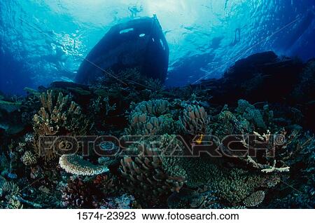 Close-up of a coral reef View Large Photo Image Stock Image - Close-up of a coral reef. Fotosearch