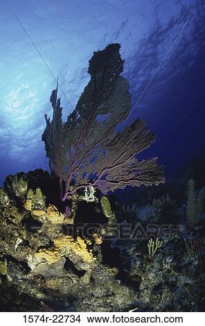 Picture - Close-up of a coral reef underwater. Fotosearch
