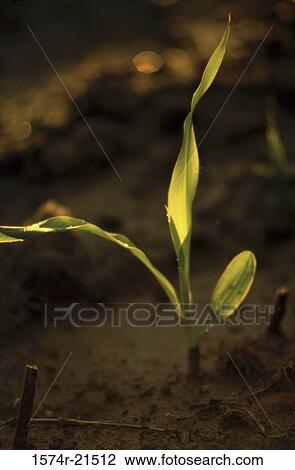 Close-up of a corn plant growing in a field View Large Photo Image Stock Image - Close-up of a corn plant growing in a field. Fotosearch