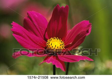 Stock Photo - Close-up of a cosmos flower, Ashland, Oregon, USA. Fotosearch