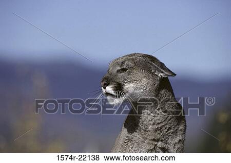 Close-up of a cougar View Large Photo Image Stock Photo - Close-up of a cougar. Fotosearch