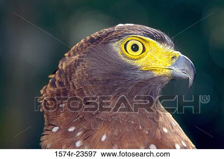 Close-up of a Crested Serpent Eagle (Spilornis cheela) View Large Photo Image Stock Photo - Close-up of a Crested Serpent Eagle (Spilornis cheela). Fotosearch