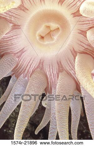 Close-up of a Crimson Anemone View Large Photo Image Stock Photograph - Close-up of a Crimson Anemone. Fotosearch