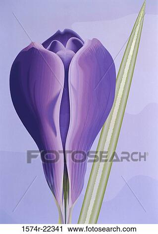 Stock Image - Close-up of a crocus flower. Fotosearch