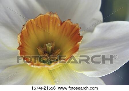 Stock Photograph - Close-up of a daffodil. Fotosearch
