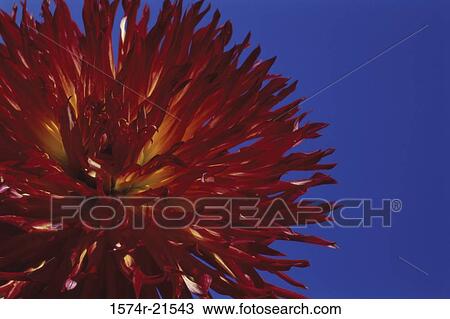Close-up of a dahlia flower View Large Photo Image Stock Image - Close-up of a dahlia flower. Fotosearch