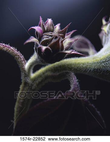 Stock Image - Close-up of a daisy. Fotosearch