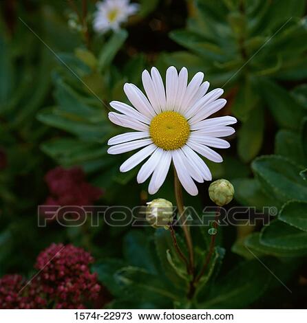 Stock Image - Close-up of a daisy. Fotosearch