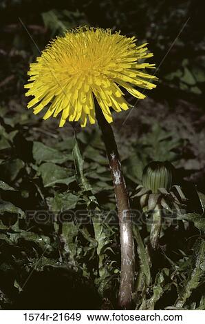 Close-up of a dandelion View Large Photo Image Stock Photo - Close-up of a dandelion. Fotosearch
