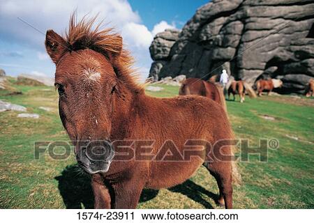 Stock Image - Close-up of a Dartmoor Pony standing in a field, Dartmoor National Park, England. Fotosearch