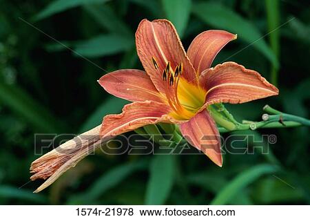 Close-up of a Day Lily (Hemerocallis sp. ) View Large Photo Image Stock Photo - Close-up of a Day Lily (Hemerocallis sp. ). Fotosearch