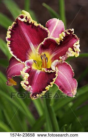 Close-up of a Day Lily View Large Photo Image Stock Photo - Close-up of a Day Lily. Fotosearch